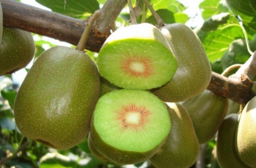 浙江红阳 红心猕猴桃 光滑无毛