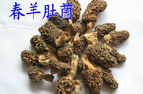 昆明云南特产野生菌批发 常年羊肚菌