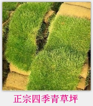 高羊矛草坪价格