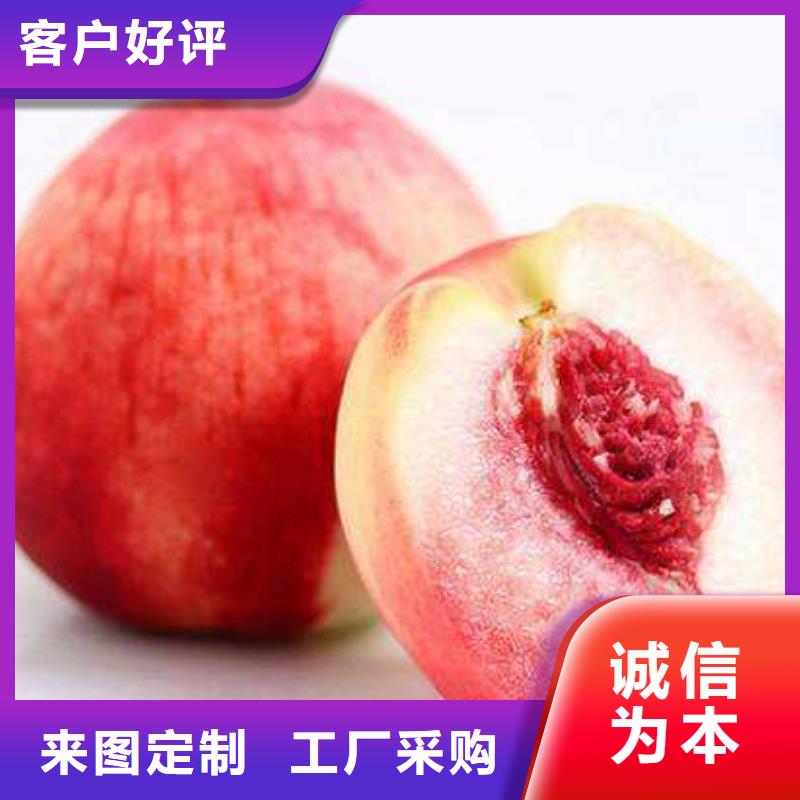 桃苗黄金蜜桃新品种价格贵州