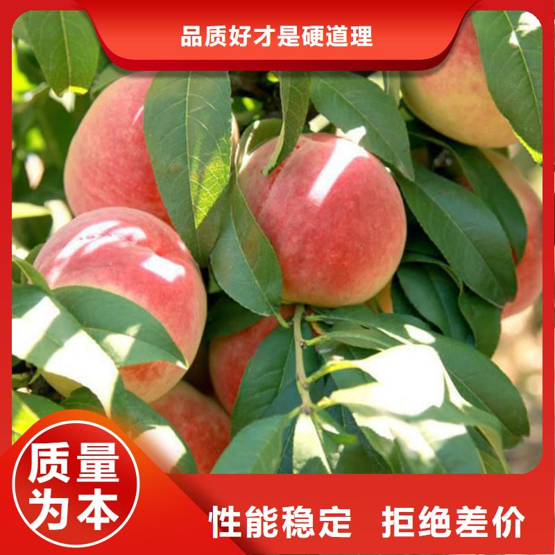 桃苗黄金蜜桃新品种价格贵州