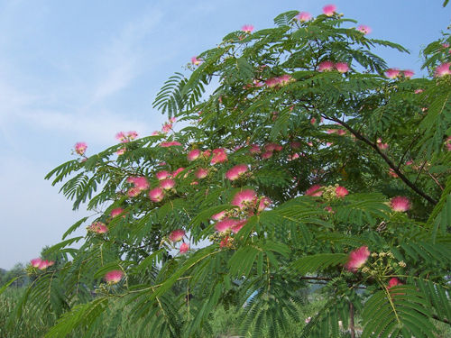 博野合欢树基地